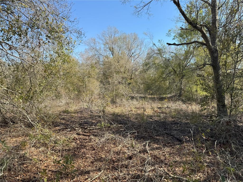 0 Lake Buffum Road Lake Wales, FL 33859 - Photo 16 of 21 a view of a yard