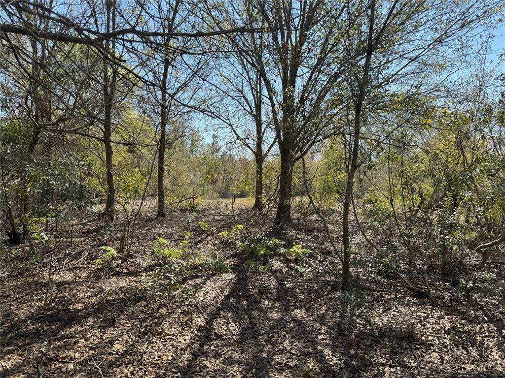 0 Lake Buffum Road Lake Wales, FL 33859 - Photo 18 of 21 a view of a forest that has large trees