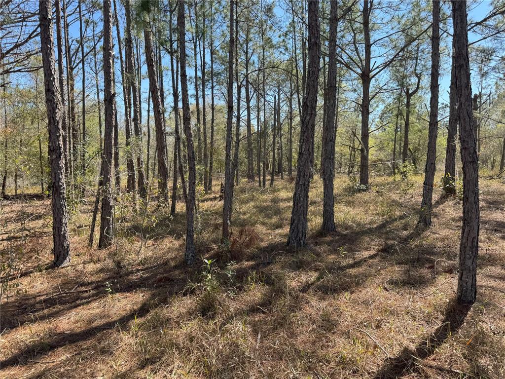 0 Lake Buffum Road Lake Wales, FL 33859 - Photo 19 of 21 a view of outdoor space with lots of trees