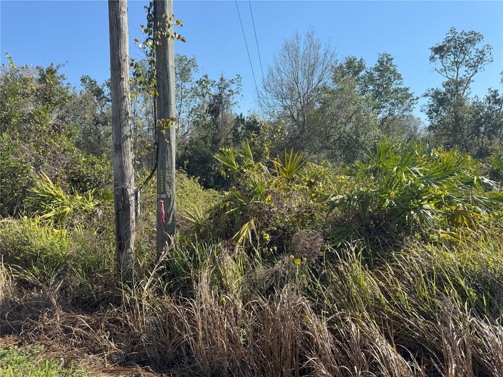 0 Lake Buffum Road Lake Wales, FL 33859 - Photo 21 of 21 a view of a forest with a tree in the background