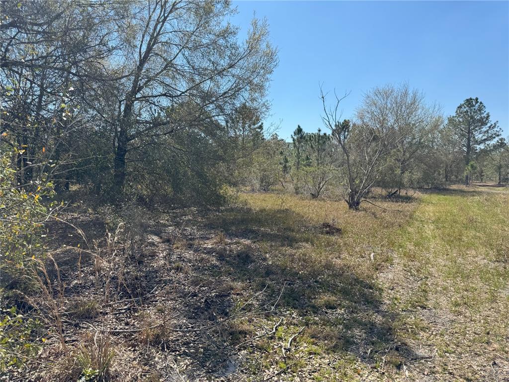 0 Lake Buffum Road Lake Wales, FL 33859 - Photo 4 of 21 a view of a yard with trees in the background