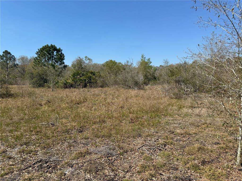 0 Lake Buffum Road Lake Wales, FL 33859 - Photo 5 of 21 a view of a dry yard with trees in the background