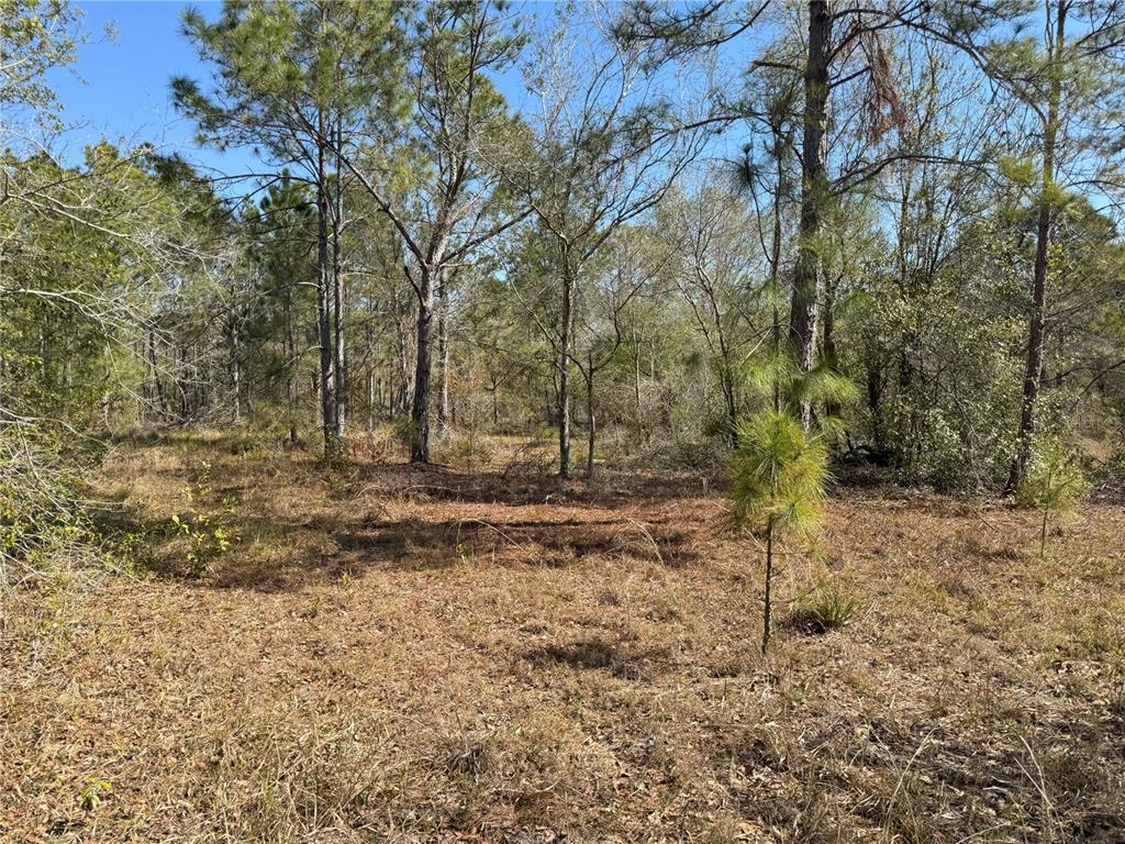 0 Lake Buffum Road Lake Wales, FL 33859 - Photo 9 of 21 a backyard of a house with lots of green space