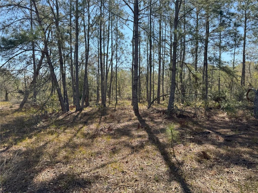 0 Lake Buffum Road Lake Wales, FL 33859 - Photo 10 of 21 a view of outdoor space with lots of trees