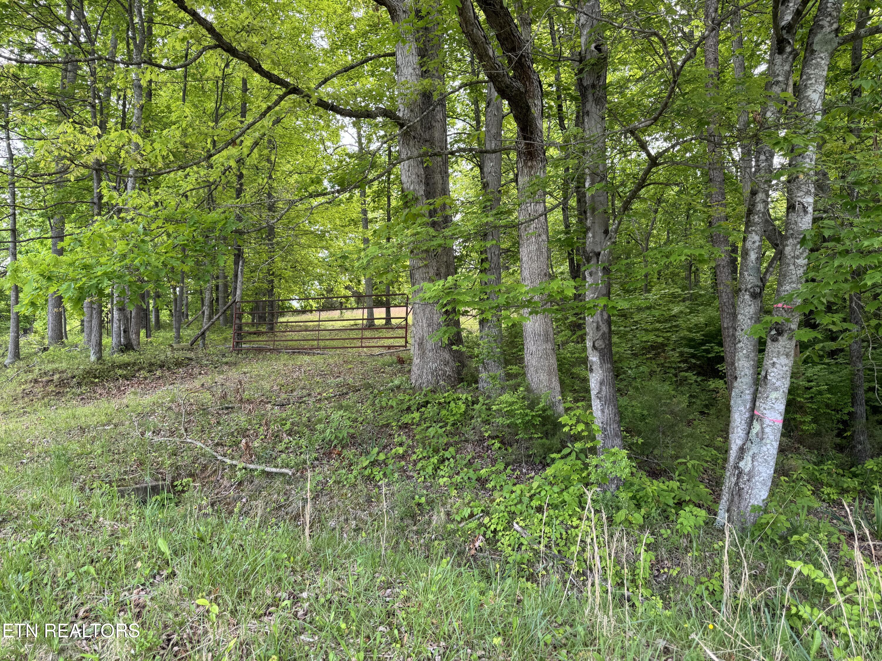 Baldwin Road Tazewell, TN 37879 - Photo 5 of 8 IMG_5698