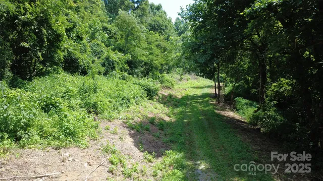 a view of a lush green forest