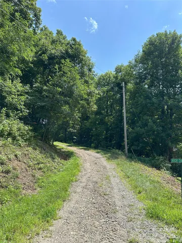 a view of a yard with plants and large trees