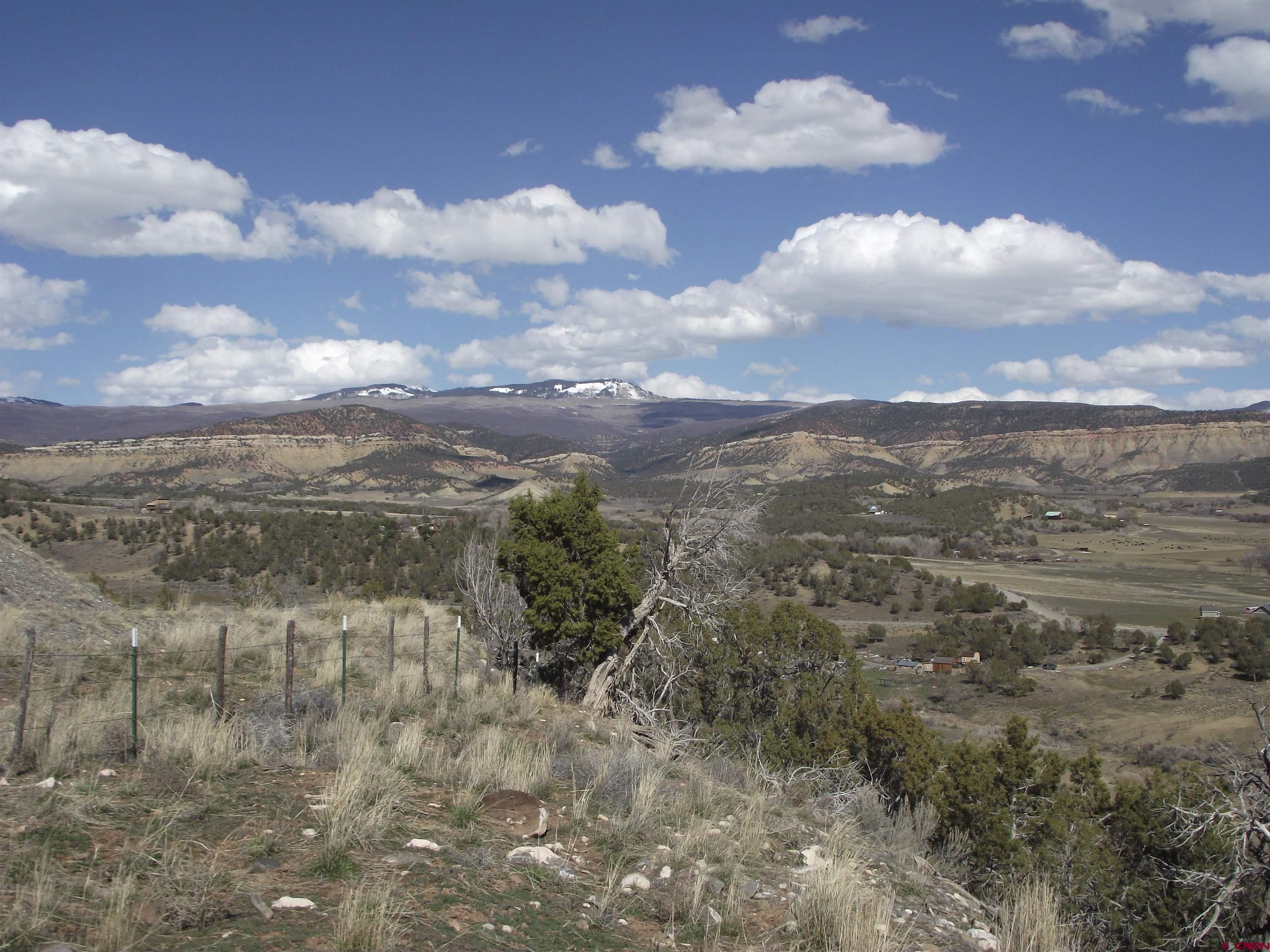 a view of a dry yard with lots of trees