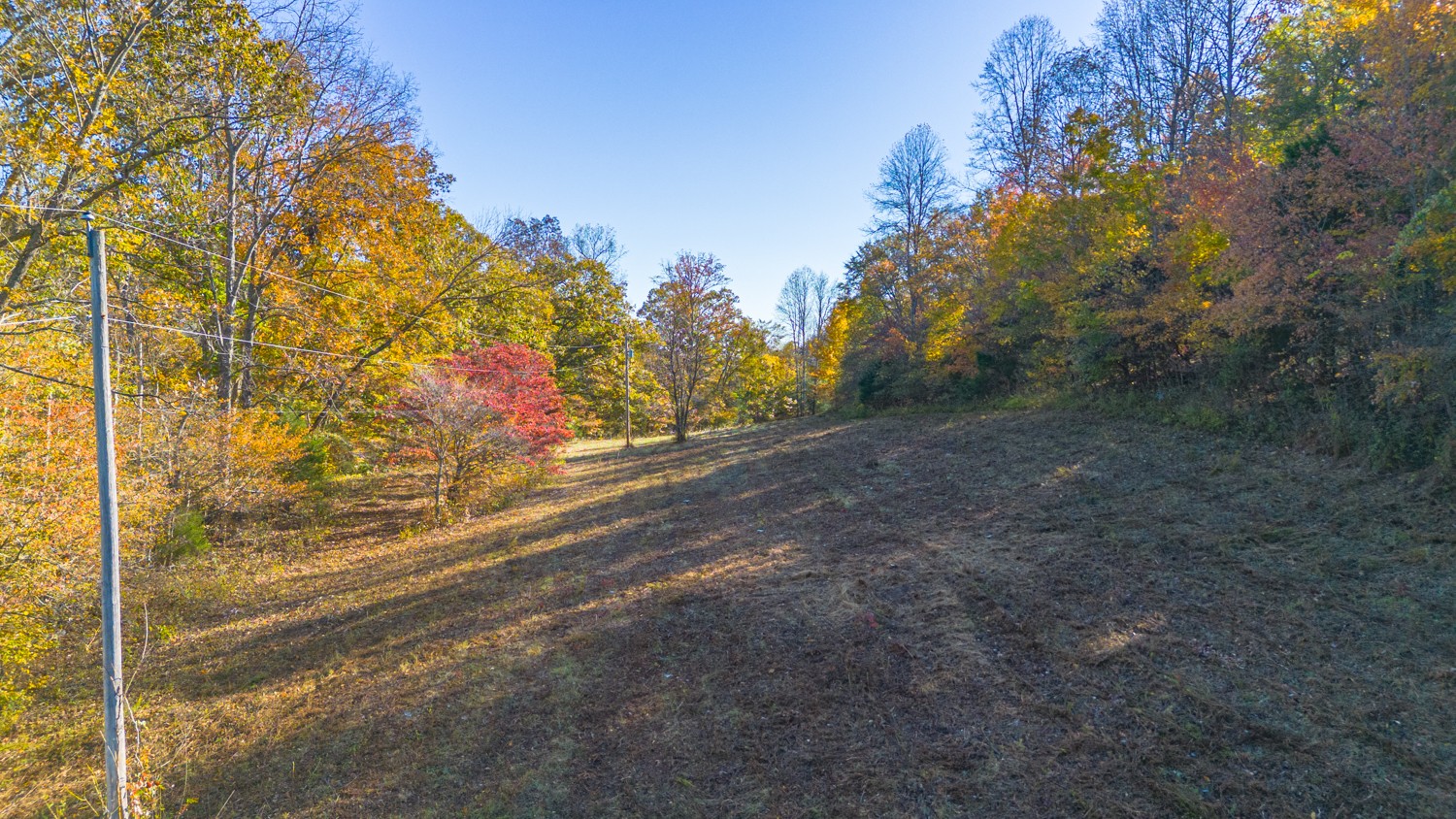 283 Fleeman Road Lawrenceburg, TN 38464 - Photo 14 of 17 a view of a yard with an trees