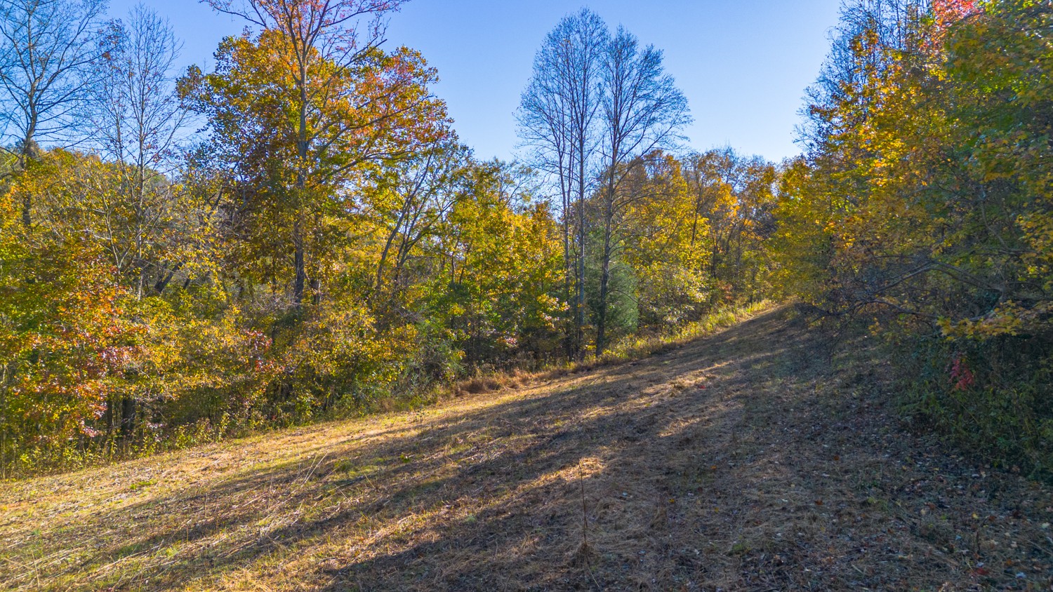 283 Fleeman Road Lawrenceburg, TN 38464 - Photo 15 of 17 a view of a yard with a tree