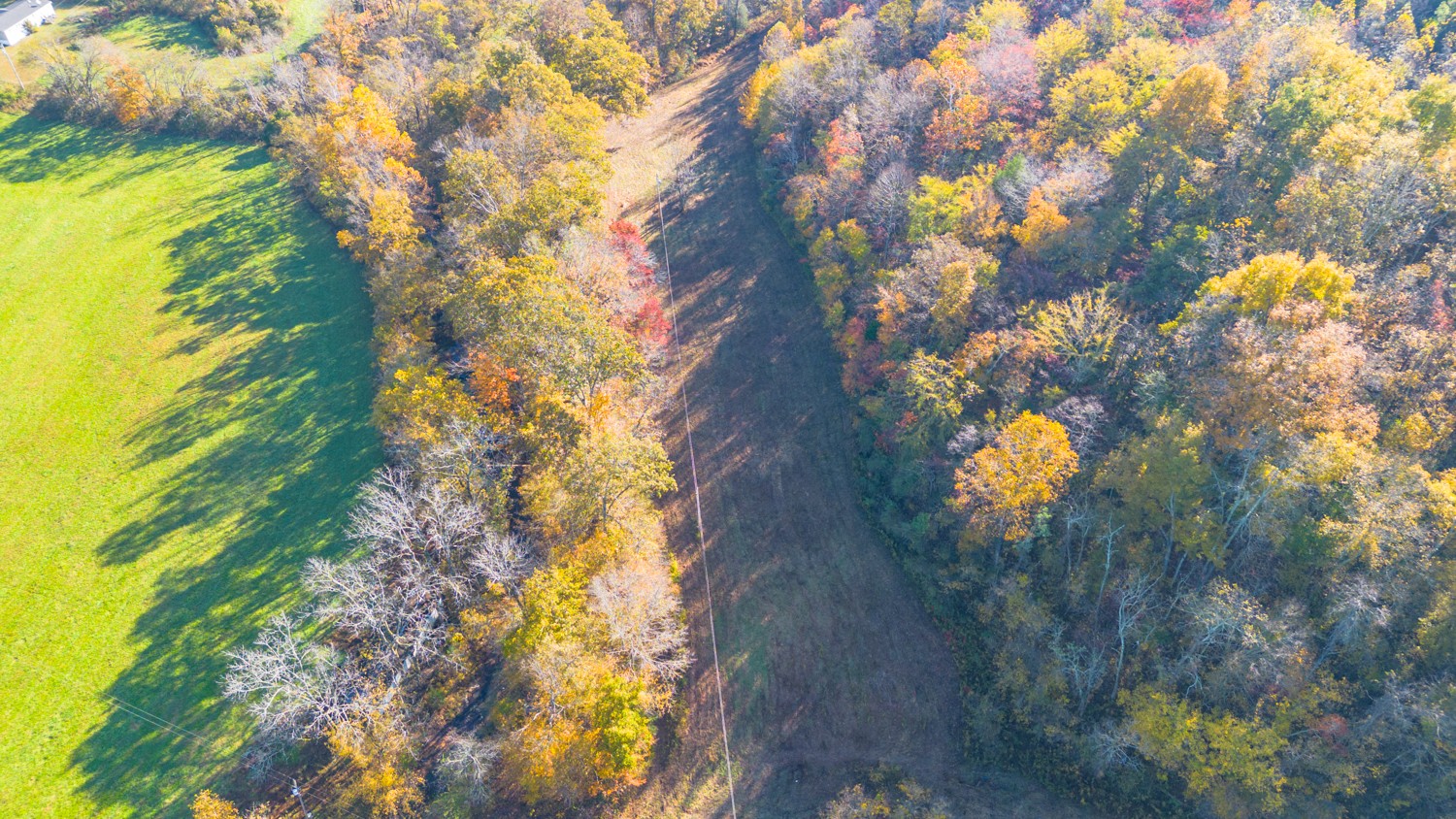 283 Fleeman Road Lawrenceburg, TN 38464 - Photo 8 of 17 a picture of tree