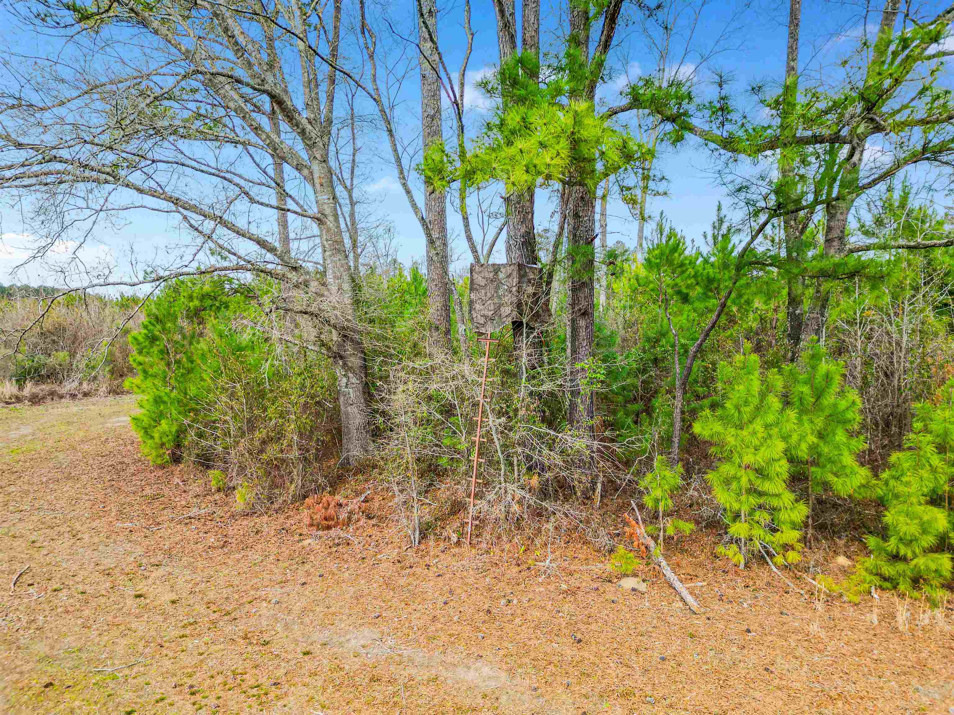 Tbd Muddy Creek Road Hemingway, SC 29554 - Photo 16 of 21