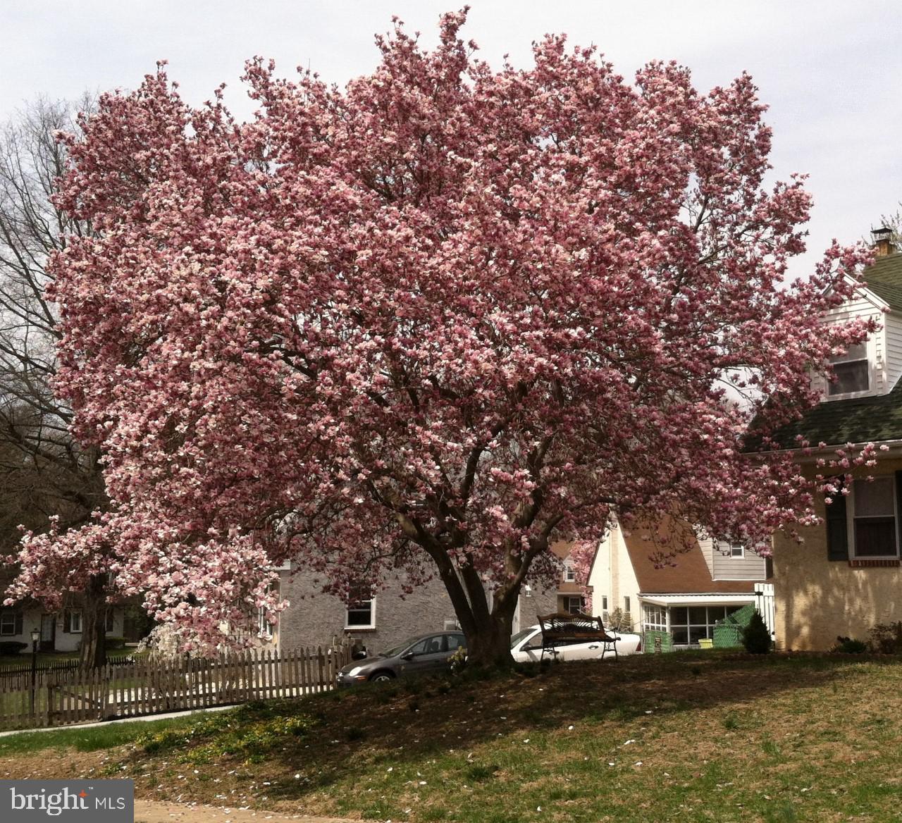 1334 Valley Road Woodlyn, PA 19094 - Photo 21 of 21 Front yard tree when in bloom