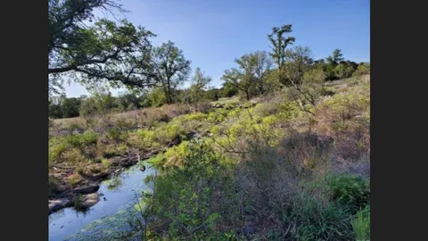 a view of a forest with a tree