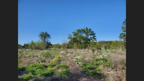 a view of a bunch of trees and bushes