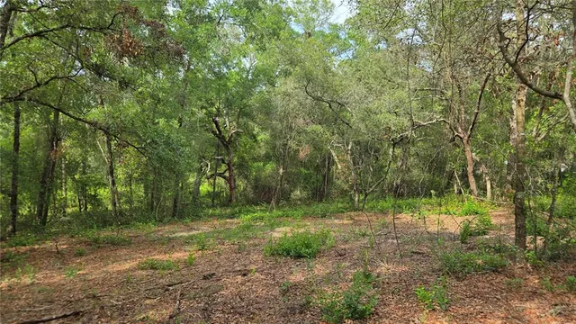 a view of outdoor space with trees all around