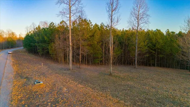 a view of a forest with trees in the background