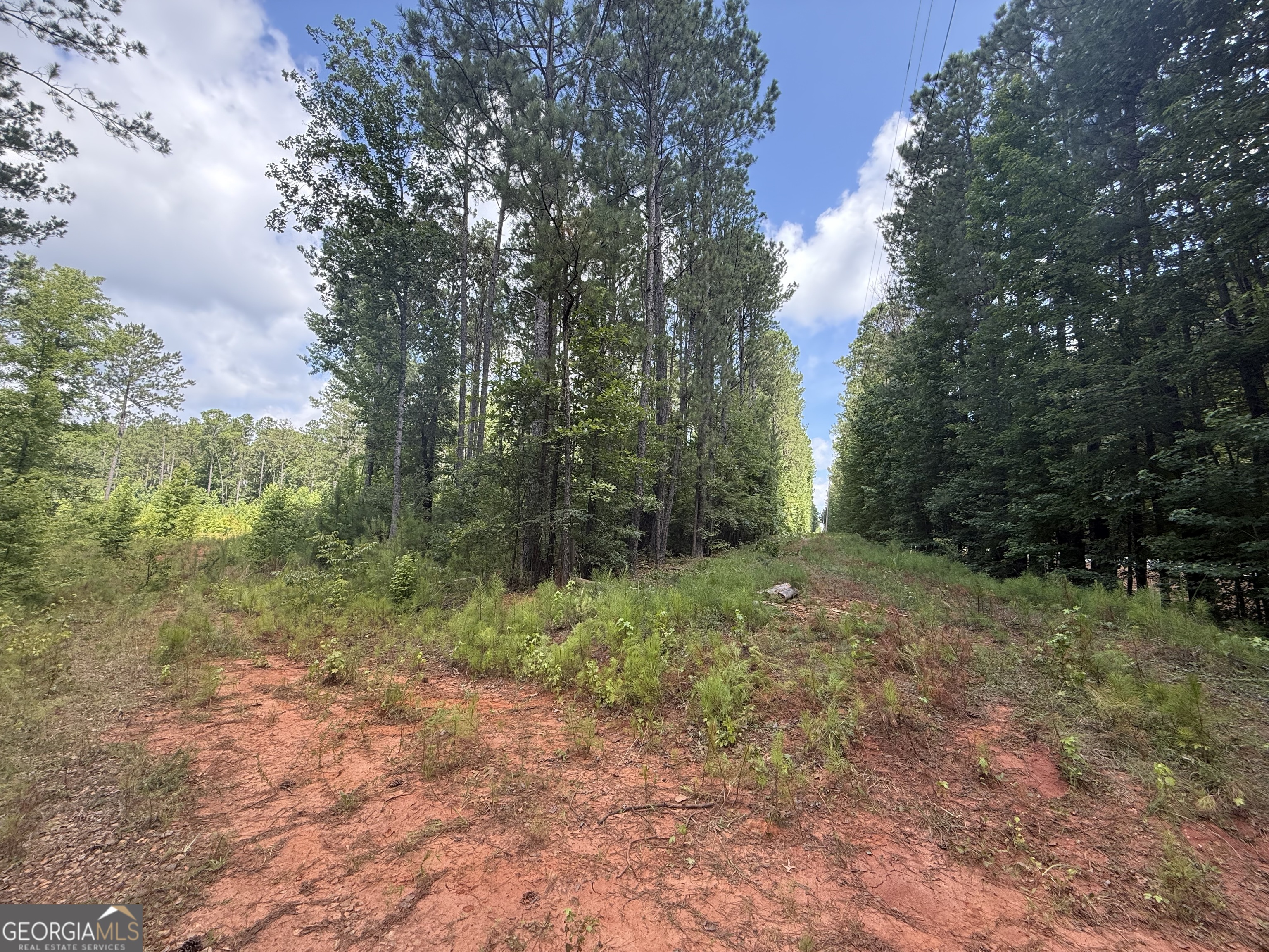 14522 Highway 87 Forsyth, GA 31029 - Photo 1 of 1 a view of a forest with trees in the background