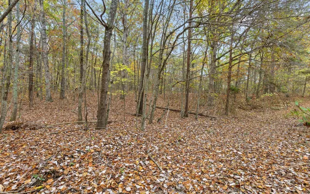 a view of a yard with trees