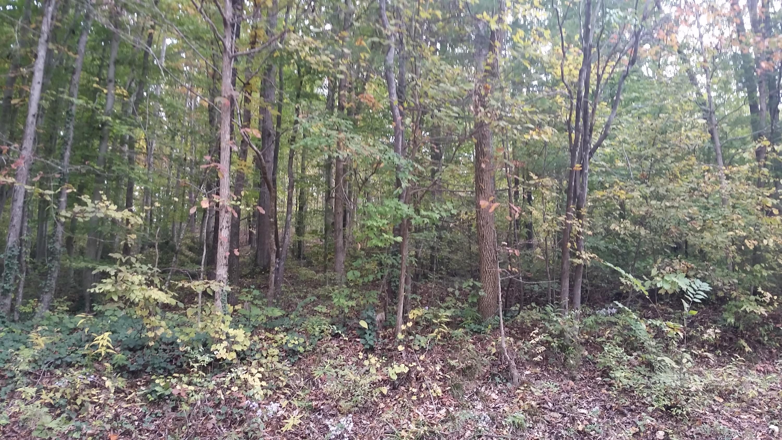 Rocky Branch Road Walland, TN 37886 - Photo 1 of 1 20151024_113714