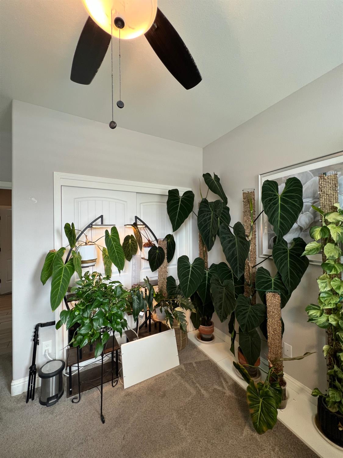 889 Coloma Place Madera, CA 93637 - Photo 25 of 61 a potted plant sitting in a room next to a potted plant