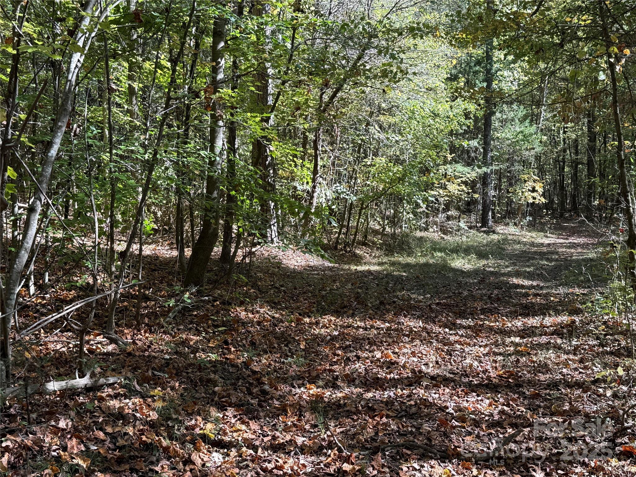 0 State Road China Grove, NC 28023 - Photo 10 of 12 a view of a forest with trees