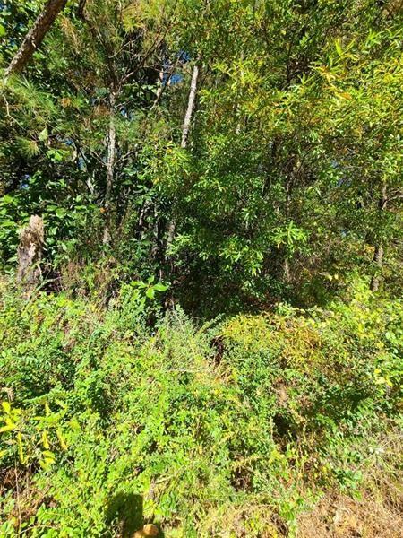 0 Scarlet Lane Northeast Rome, GA 30161 - Photo 16 of 17 a view of a lush green forest