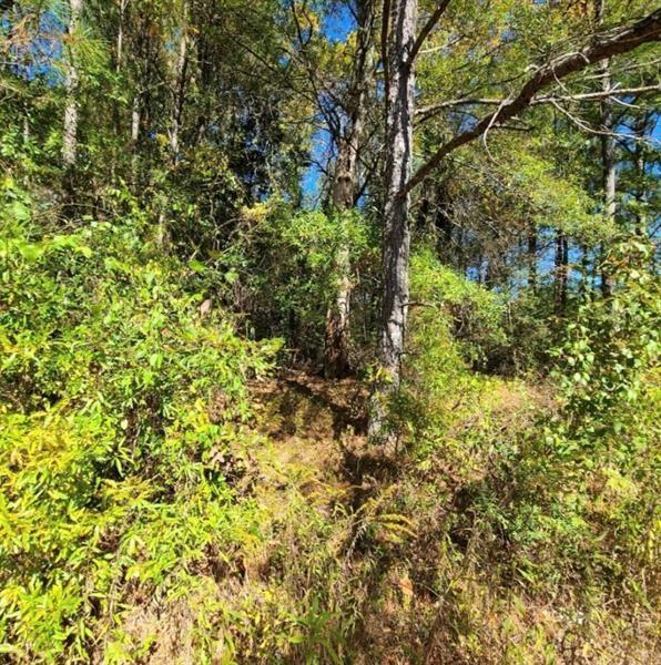 0 Scarlet Lane Northeast Rome, GA 30161 - Photo 3 of 17 a view of a tree with a yard