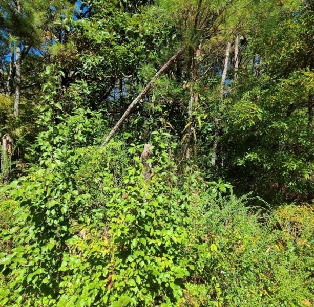 0 Scarlet Lane Northeast Rome, GA 30161 - Photo 4 of 17 a view of a lush green forest