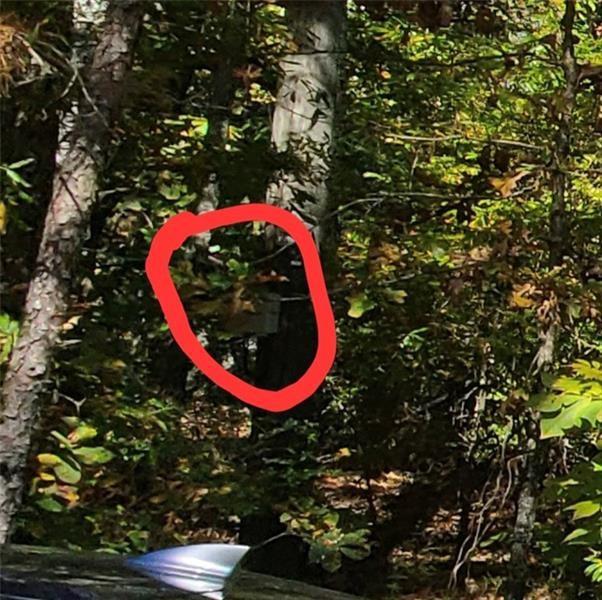 0 Scarlet Lane Northeast Rome, GA 30161 - Photo 8 of 17 a view of a tree in a tree