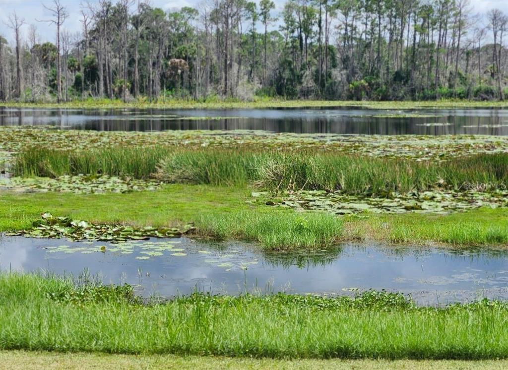 Lake Geneva Road Geneva, FL 32732 - Photo 2 of 23 Lakeside of parcel from the East