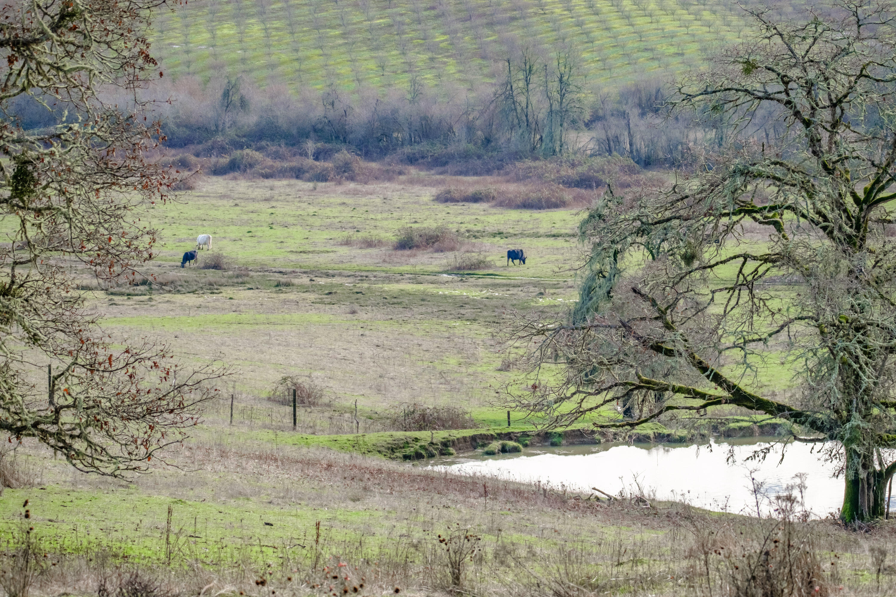 Airlie Road Monmouth, OR 97361 - Photo 11 of 34 Gallery Image 11