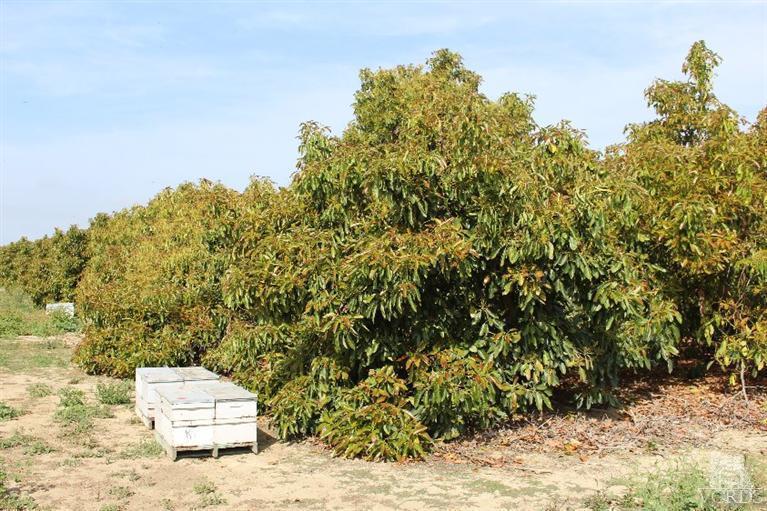 Telegraph Road Santa Paula, CA 93060 - Photo 6 of 19 Gallery Image 6