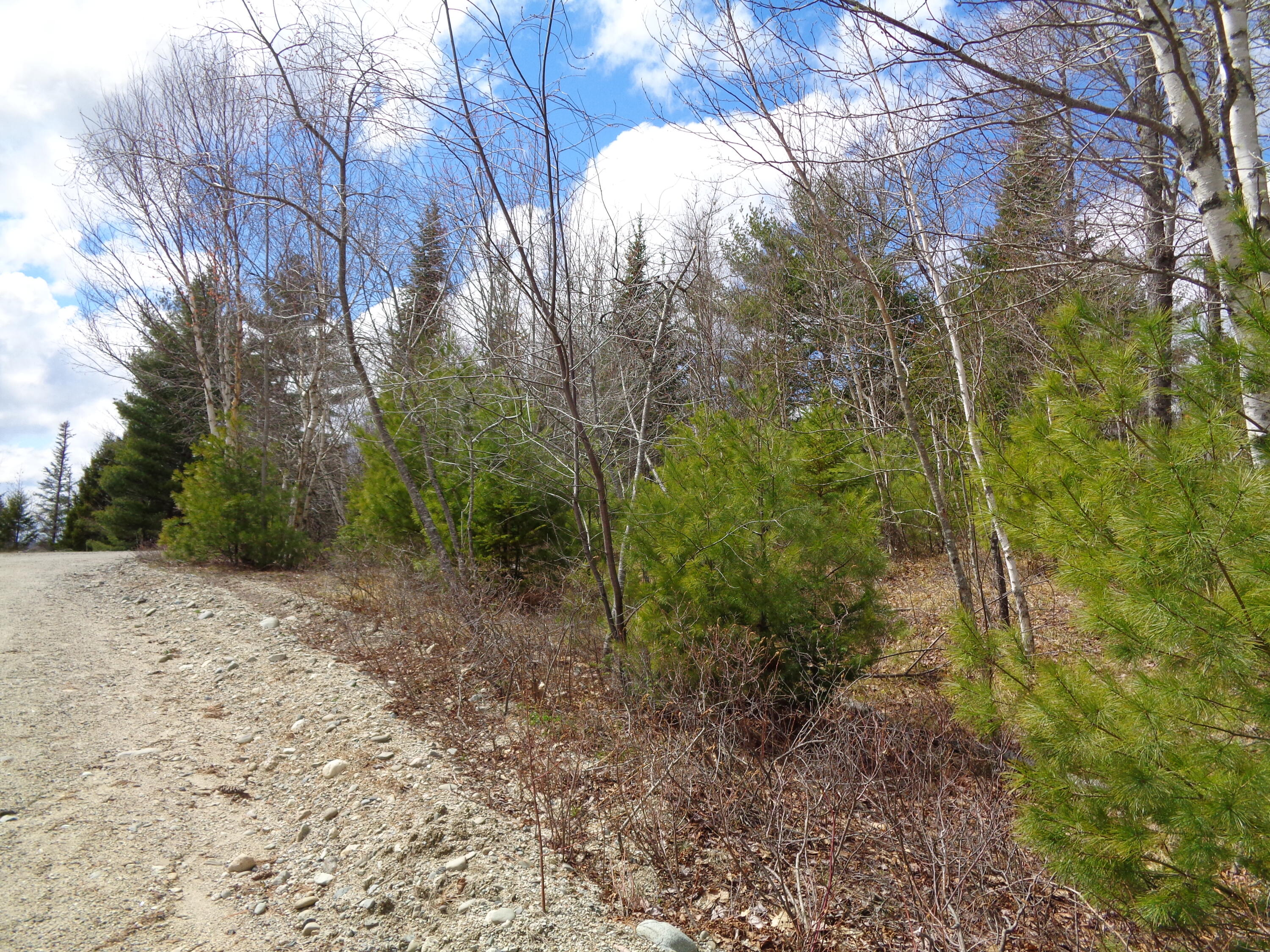 Lot 18 Bailey Mountain Road Franklin, ME 04634 - Photo 7 of 14 Gravel road