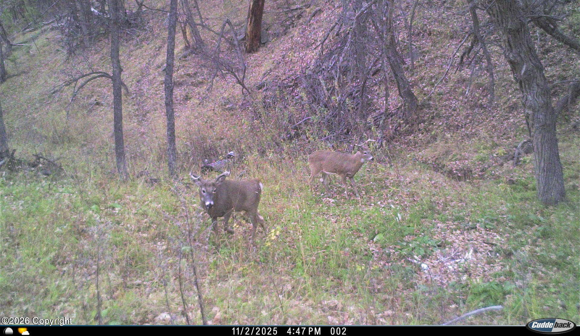 567 Dry Creek Road Upton, WY 82730 - Photo 14 of 22 Gallery Image 14