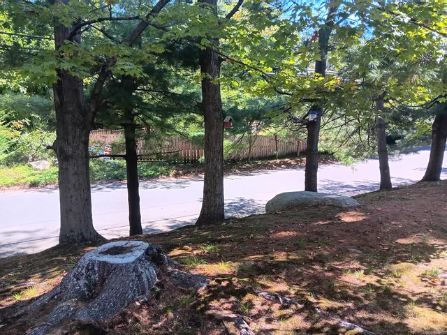 a view of a tree in the middle of a yard