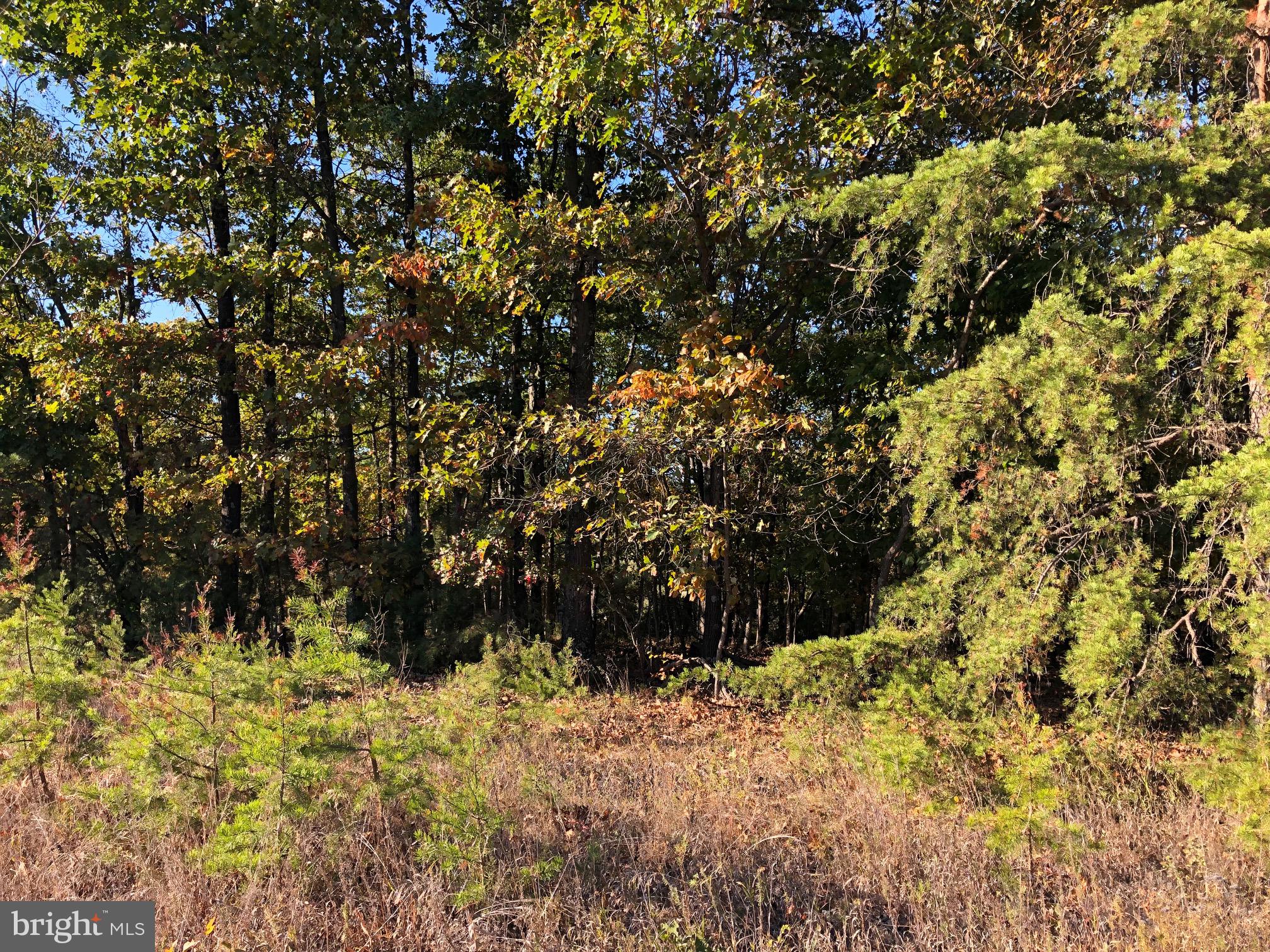 0 Fletcher Road Gore, VA 22637 - Photo 1 of 13 Young Fir Trees near sign.