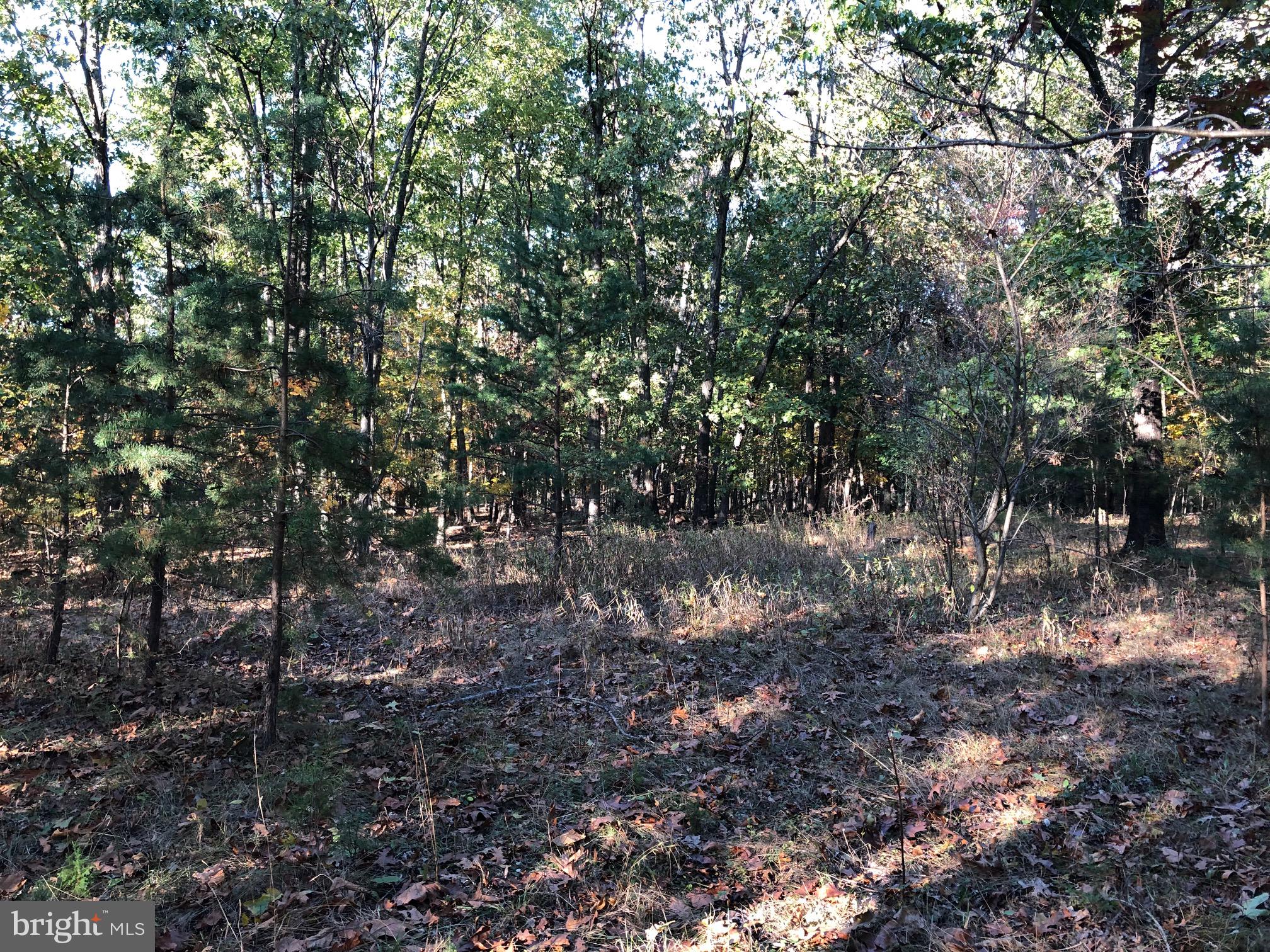 0 Fletcher Road Gore, VA 22637 - Photo 12 of 13 Nice clearing for the house.
