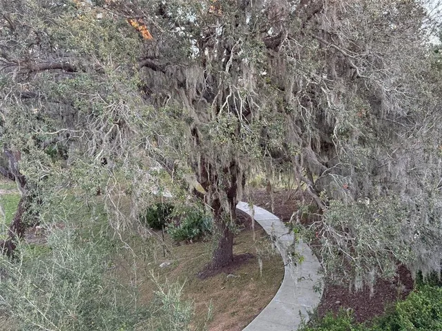 a view of a yard with large trees