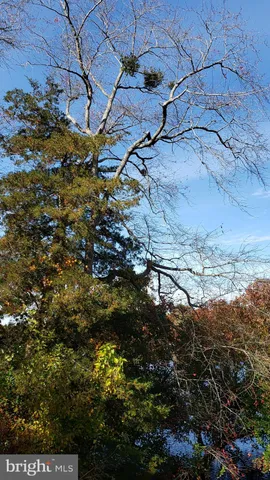 a view of a dry yard with lots of bushes