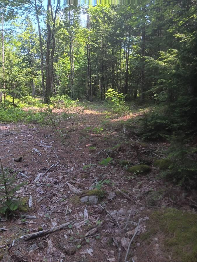 Lot #20 Peaceful Point Road Ellsworth, ME 04605 - Photo 11 of 11 Lot 20 Sunset Shores clearing