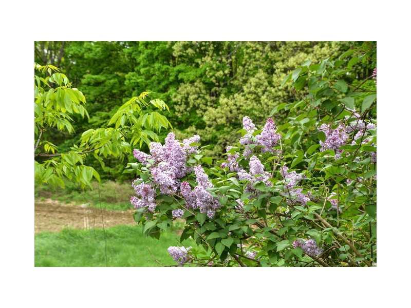 221 Watson Hill Road Limerick, ME 04048 - Photo 33 of 35 Yard/Garden.