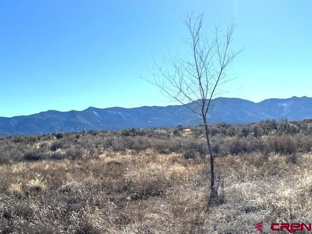 a view of a forest with a tree