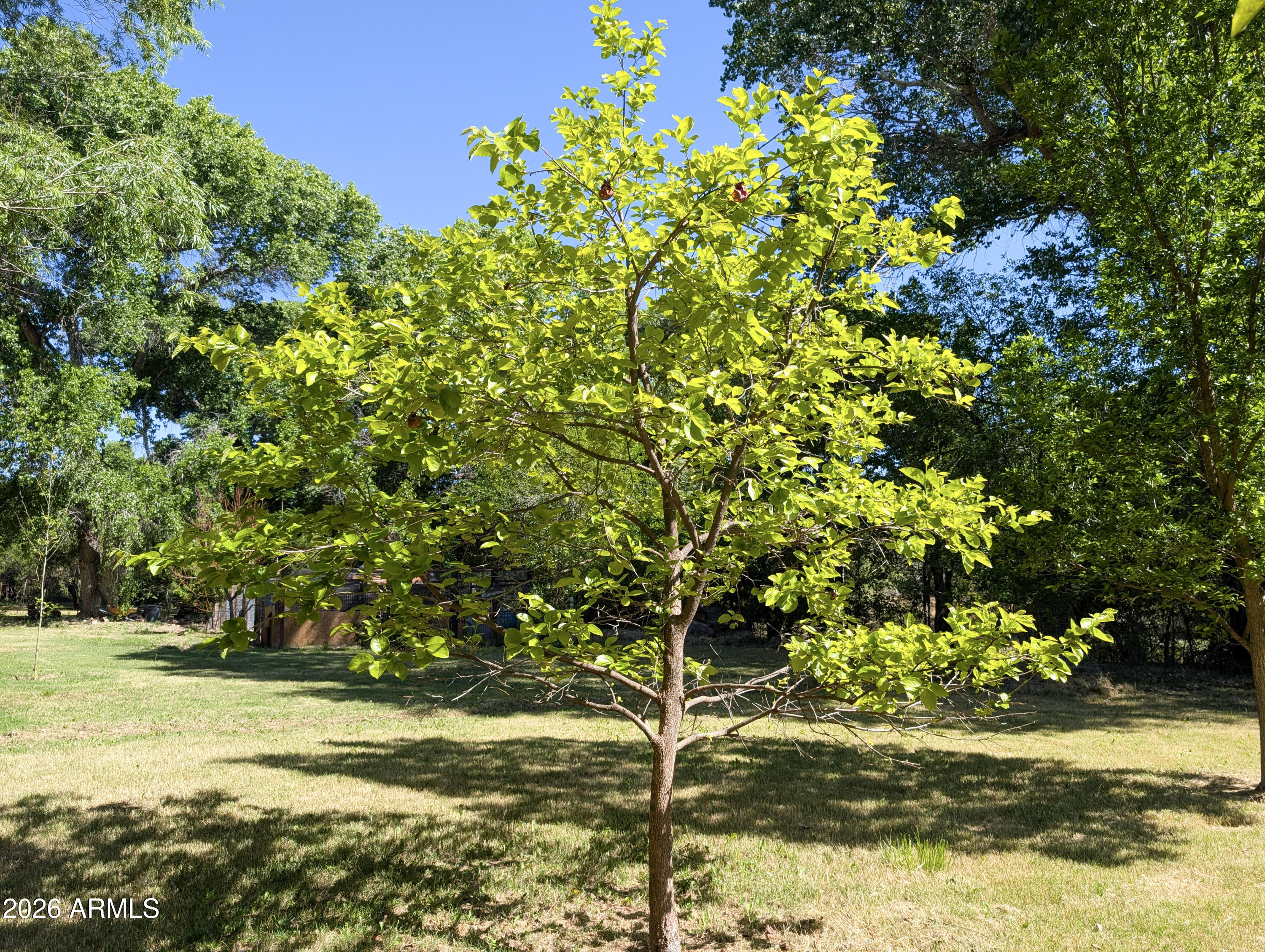 1165 North Willard Road Cottonwood, AZ 86326 - Photo 65 of 122 a view of a yard with a tree