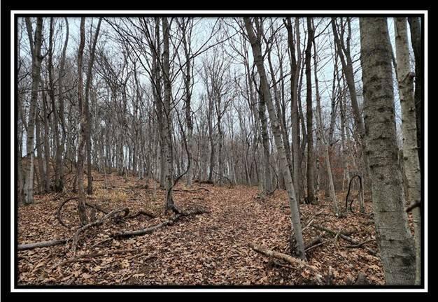 0 Black Run Road, Unit TRACT 8) Chillicothe, OH 45601 - Photo 24 of 47 image026