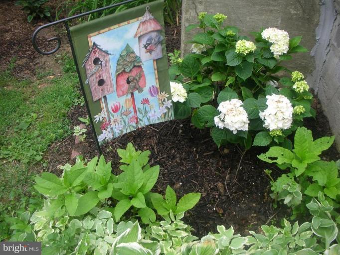 1608 Aberdeen Road Towson, MD 21286 - Photo 23 of 23 a bunch of flowers with lots of flowers