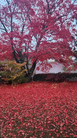 a view of a yard with wooden fence and trees