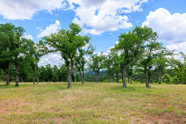 a view of a yard with a tree