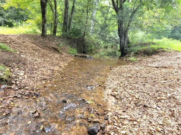 a view of a forest with trees