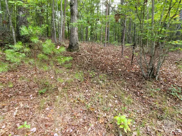 a view of a forest with trees in the background